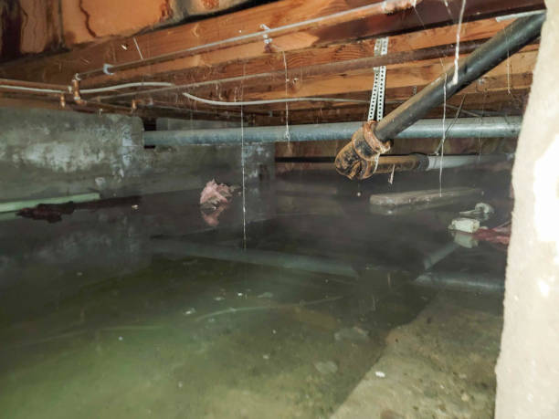 Best Water damage mitigation services  in Weiser, ID